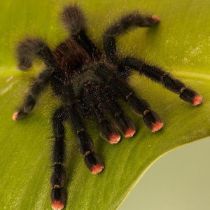 Meet your Posher, Ash